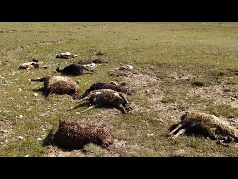 Соң-Көл жайлоосунда мал жандыктары эмнеден улам өлүп жаткандыгынын себептери айтылды