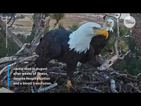 Jackie the bald eagle's mysterious illness, cause of death revealed