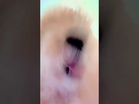 这谁点的ASMR?! 大家非要说芝麻玩手机ASMR。要纯享版,来了!#萌宠 #养狗日常 #泰迪 #小狗🐶 #是宠物更是家人