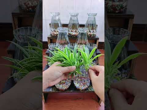 The dark green vase looks great with the pennywort! The leaves are like mini lotus leaves.