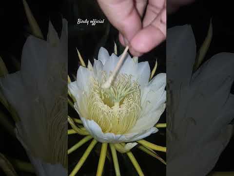 Pollinating Dragon Fruit Flower #homegarden #fruit #dragonfruit #pollination