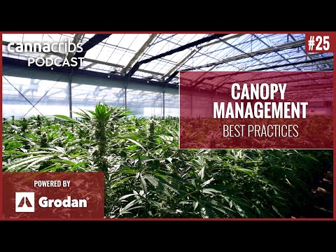 Canopy Management with Juan Gutierrez - CannaCribs Consulting