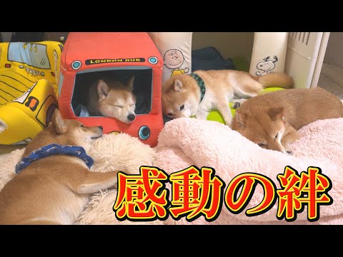 原因不明の発作を目にし、暗い雰囲気になった全員の気持ちを一気に変えた弟柴犬の勇気に感動しました。