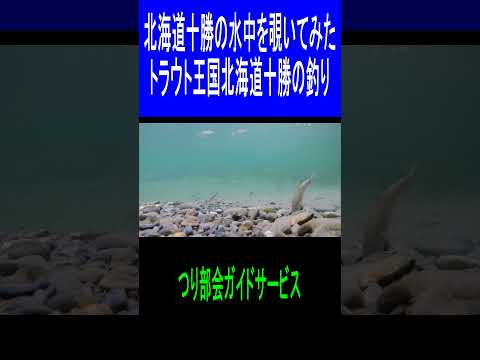 北海道十勝の水中を覗いてみた トラウト王国北海道十勝の釣り つり部会ガイドサービス