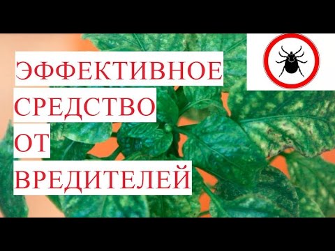 SOS Трипс. Паутинный клещ. Эффективное Средство от Вредителей.