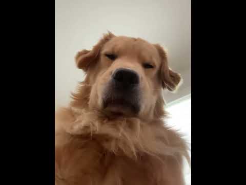 Have a golden retriever they said #dog #funnydog #dogs #funnyvideos #fyp
