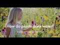 Plant Growth and Water Absorption