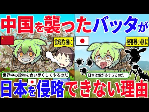 中国を襲った恐怖のバッタが日本に近寄れない理由とは？またなぜ日本は蝗害の被害が少ないのか【ずんだもん＆ゆっくり解説】