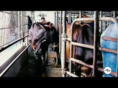 Claves para la supervivencia de la lechería - La Finca de Hoy