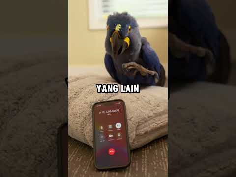 AI Vs Burung Beo!