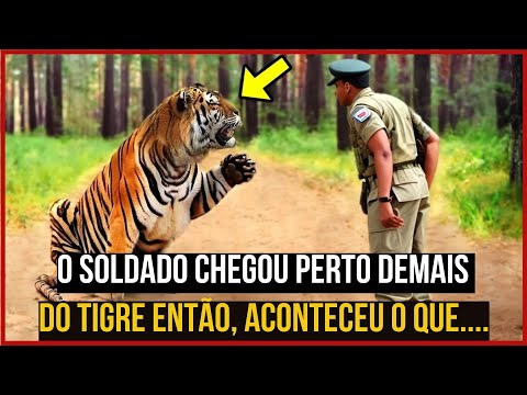 UM SOLDADO CHEGOU PERTO DEMAIS DE UM TIGRE ENTÃO ENTÃO ACONTECEU...