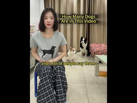 Guess How Many Dogs Are in This Video,They say 90% of people get it wrong! #subscribe #fyp