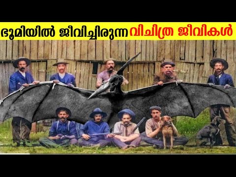 മനുഷ്യർ കാരണം ഇല്ലാതായ അപൂർവ ജീവികൾ🤯||rare videos of extinct animals||Malayalamfacts|