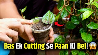 🌿Paan Plant Cutting Lagane Ka Best Tarika😱 | Step by Step Guide in Hindi