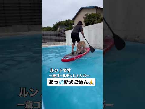 『あっ💦愛犬ごめん🙏』 #ゴールデンレトリバーのいる生活 #ゴールデンレトリバー #大型犬のいる生活 #goldenretreiver