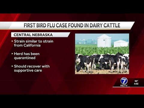 YouTube video thumbnail: First Case of Bird Flu in Dairy Cattle Confirmed in Nebraska