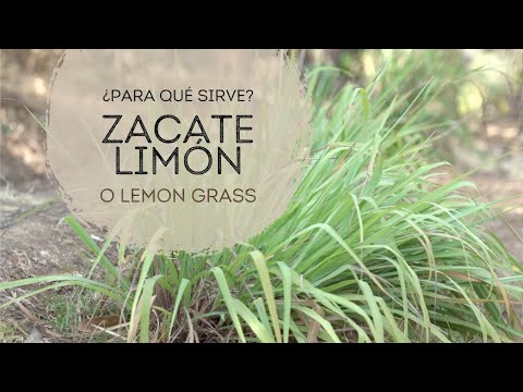 Descubre el poder del Lemongrass / Zacate Limón para la salud