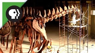 Watch a huge dinosaur skeleton be excavated, transported and assembled