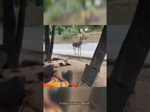 amazing voice 👏 #crazyanimals #wildlife #cuteanimals