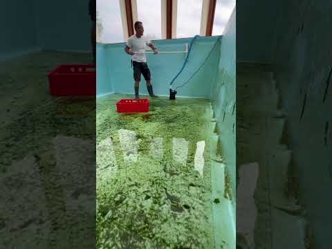 Limpando a piscina com agua verde ! #satisfy #pool #limpeza #fy #dicas #satisfying #piscinas #viral