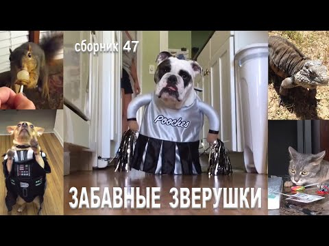 Самые смешные животные😂Приколы с котами и собаками 2023😺🐶Сборник №47. МУЛЬТПАРАД COMEDY