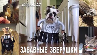Самые смешные животные😂Приколы с котами и собаками 2023😺🐶Сборник №47. МУЛЬТПАРАД COMEDY