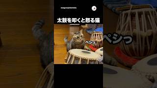 叩くと怒る…｜PECO