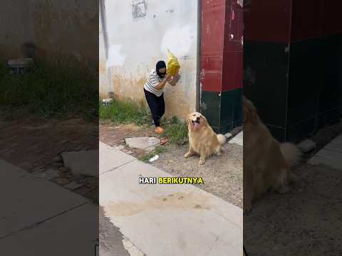 Anjing teraniaya berkat kulit pisang dapat ayam‼️🦮😭😱 #shorts #animals #anjing