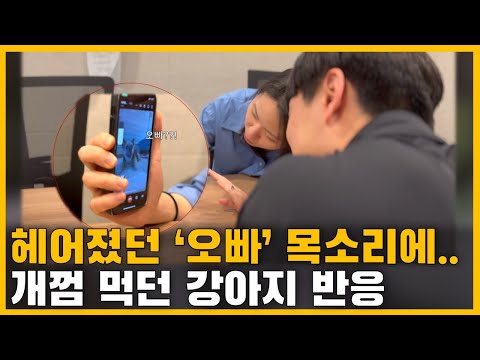 "해피야!" 1년 만에 들린 그리웠던 오빠의 목소리.. 개껌 먹던 강아지 반응