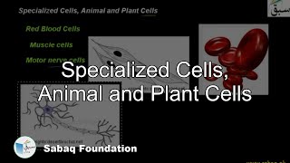 Specialized Cells, Animal and Plant Cells