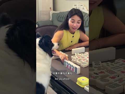 狗狗不高興了 居然叫小朋友來挑戰 #边牧打麻将 #games #边牧软软 #funny