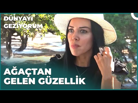 Dünyada İki Yerde Yetişen Damla Sakızı Ağacı | Dünyayı Geziyorum