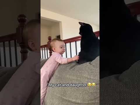 Les chats vs bebe #catlovers