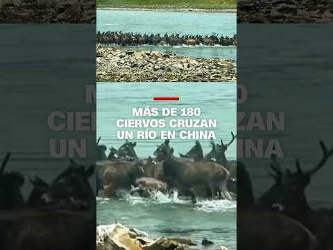 Más de 180 ciervos cruzan un río en China
