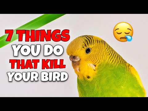 7 Deadly Mistakes Bird Owners Make