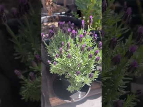 Lavender bloom #flowers #lavender #purple