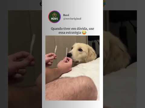 Dica das boas #pets #explorar #viral #shorts #fyp