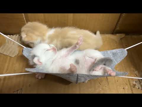 Meow Kittens: Mother cat and 3 newborn kittens