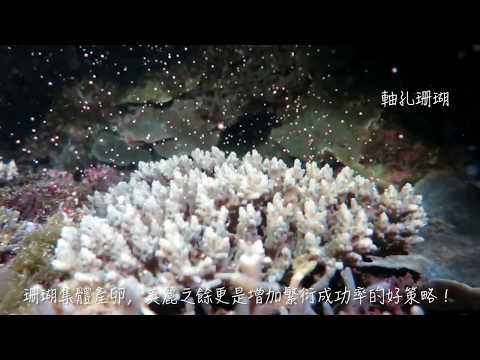 2017 珊瑚產卵 - YouTube