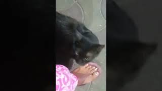 #strays #cats