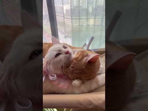 ねこちゃんの会話#cat speaking#いやしねこ #ねこカップル#cutecat #catlover#