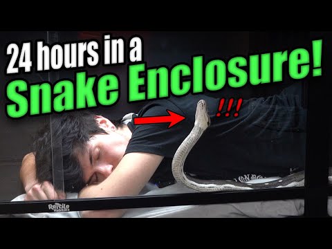 Living with the World's Longest Snake for 24 Hours!