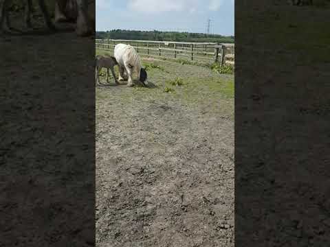 some random horse video