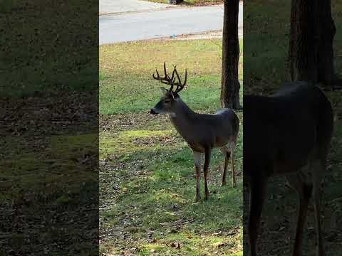 Buck In The Yard