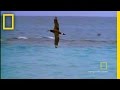 Albatross Life and Challenges
