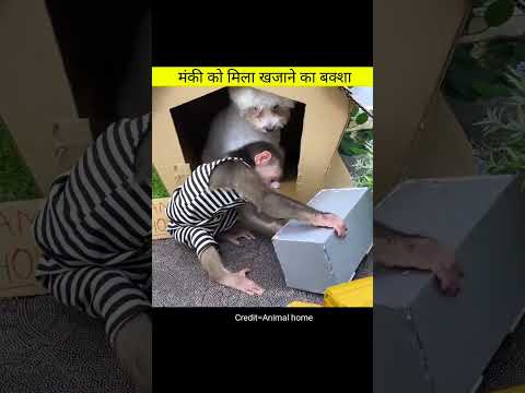 मंकी को मिला खजाना | Amazing videos in hindi #shorts