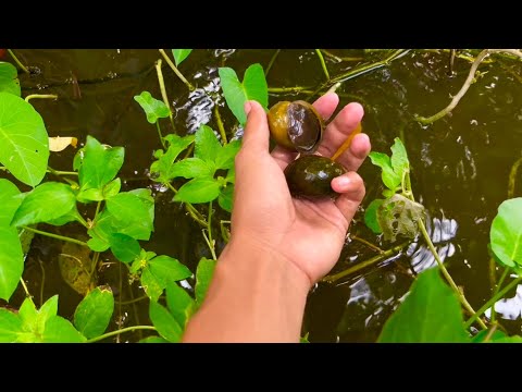 KEONG RICA-RICA ~ MENCARI IKAN || Kompilasi video mancing Bang ja #bangja #mancing #mancingliar