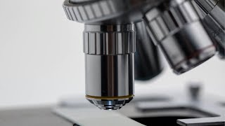 Prueba Microscopio en vivo  🔴