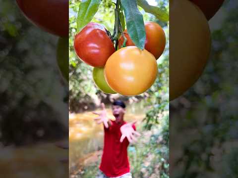 Amazing Tomato Spray Ideas You NEED To Try!