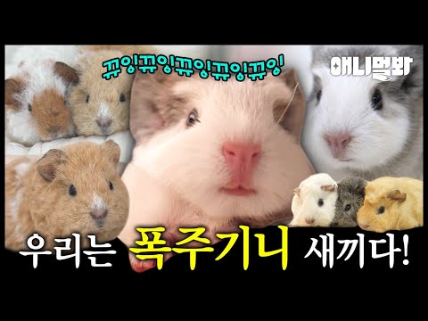 우리는 기니기니 새끼다 [나새끼 특집호]ㅣWe Are Guinea Pig Babies [I'm A Baby Special]
